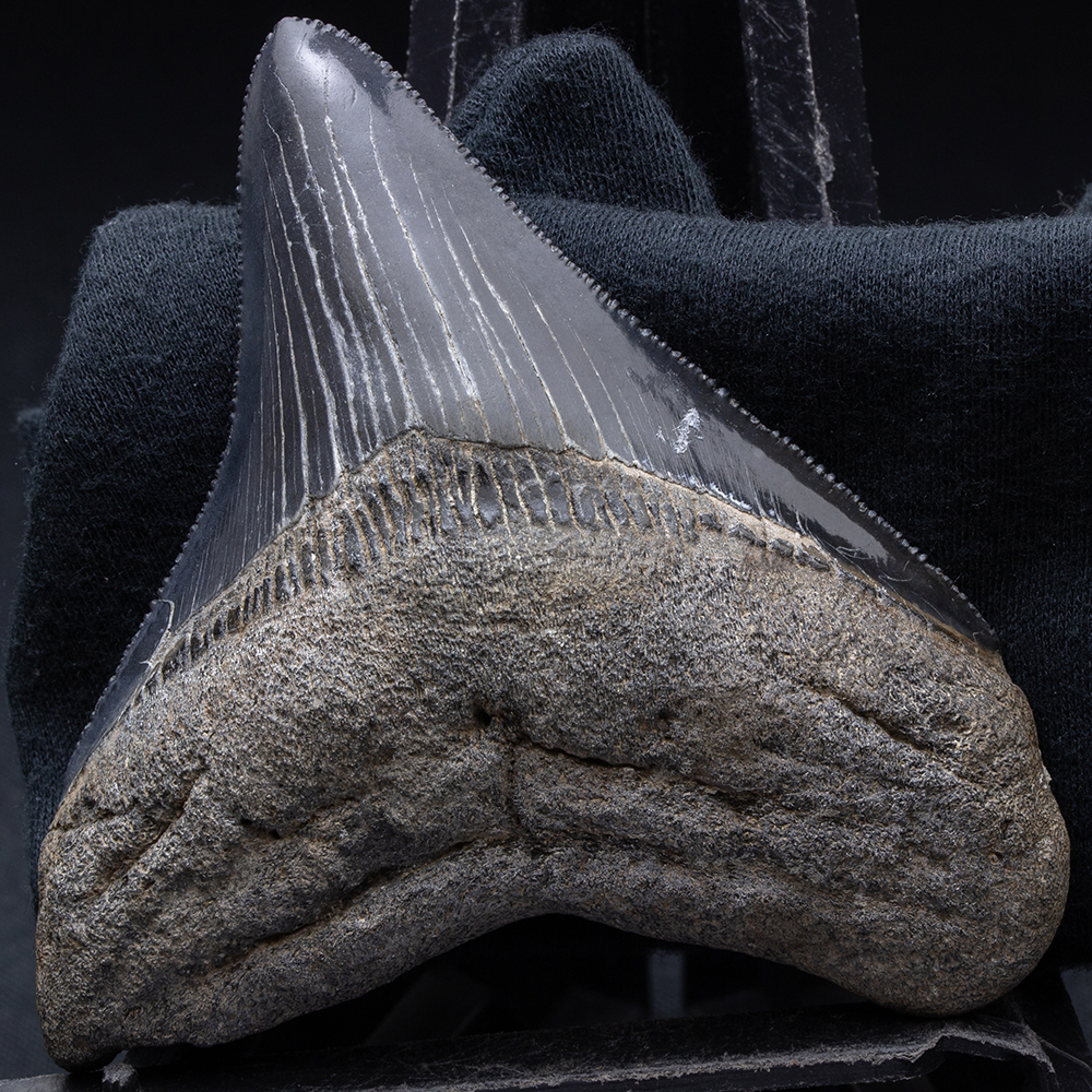 メガロドンの歯034｜恐竜・化石グッズの専門店 ふぉっしる