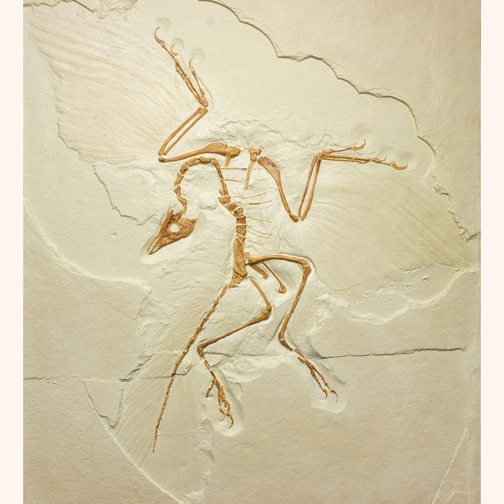 始祖鳥レプリカ071｜恐竜・化石グッズの専門店 ふぉっしる