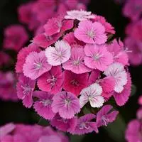 Interspecific Dianthus Jolt™ Pink Magic