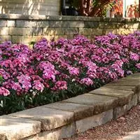 Interspecific Dianthus Jolt™ Pink Magic