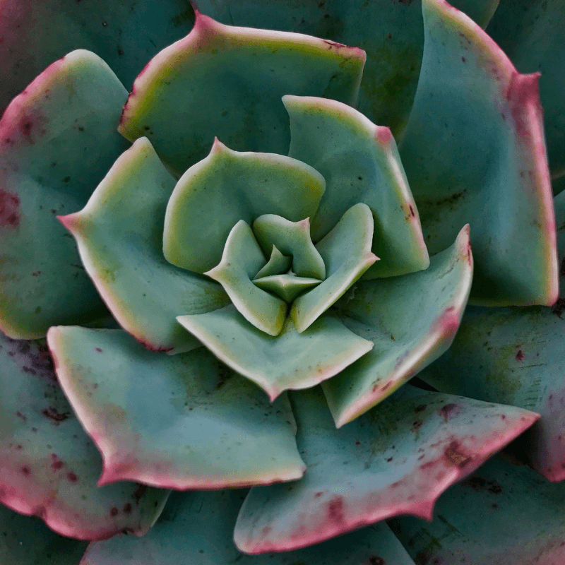 Echeveria Mix Seeds – Plantflix