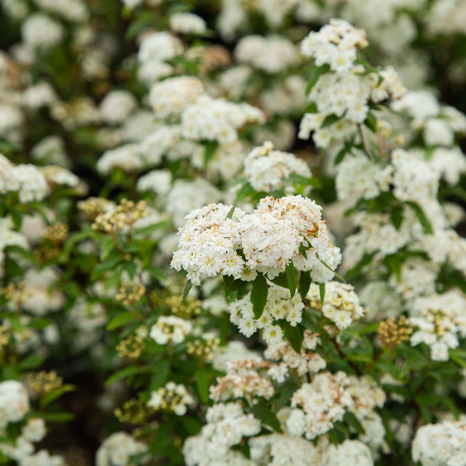 Reeves Bridal Wreath Spirea | Shop Online – Plants by Mail