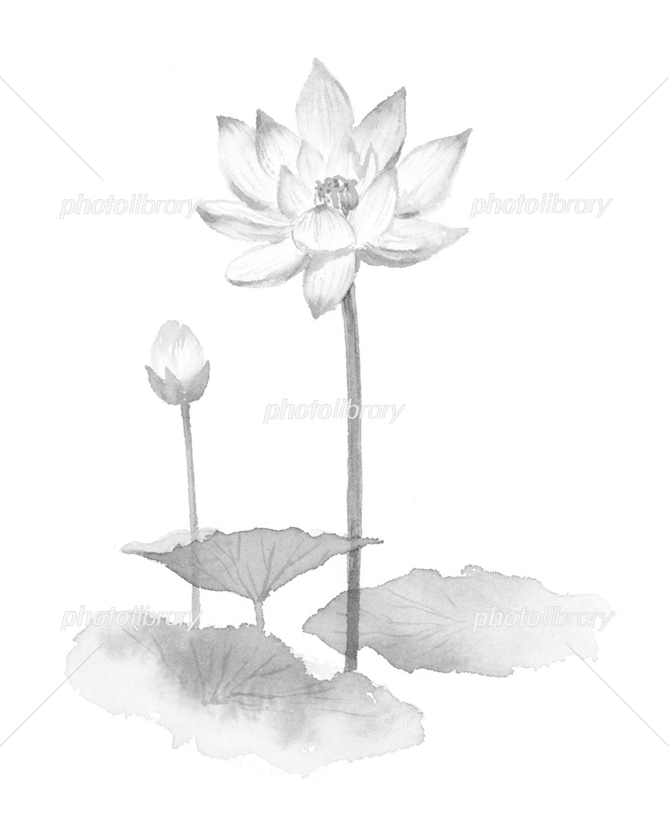 蓮の花 薄墨 イラスト素材 [6353283] - フォトライブラリー