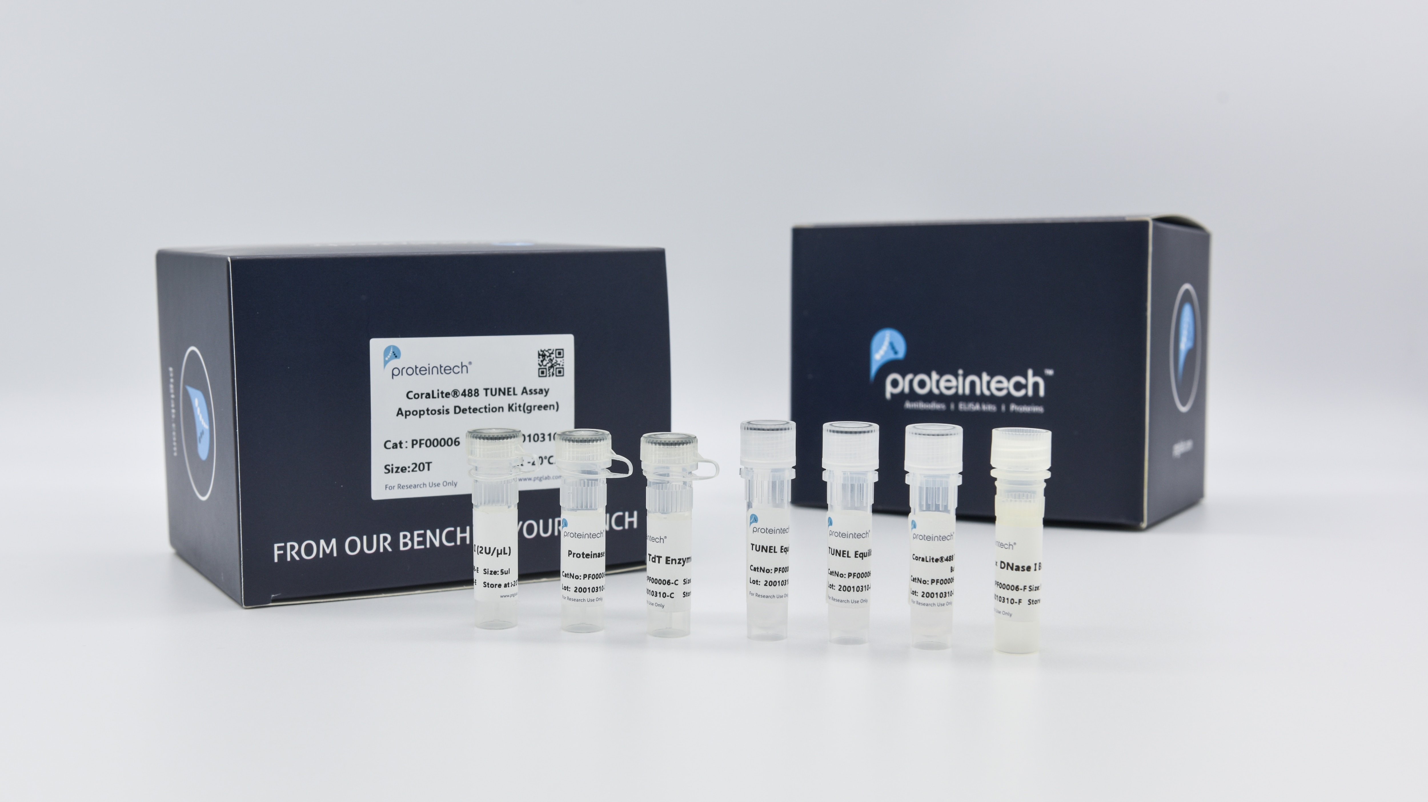 CoraLite® Plus 488 TUNEL Assay Apoptosis Detection Kit pf00006