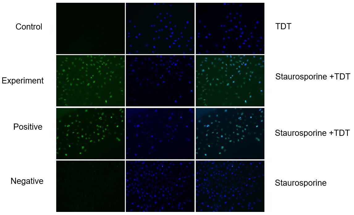 CoraLite® Plus 488 TUNEL Assay Apoptosis Detection Kit pf00006