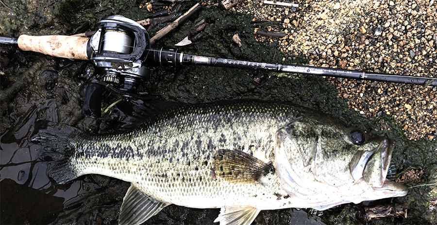 Bass Beat III (バスビート3)｜AbuGarcia｜釣具の総合メーカー ピュア