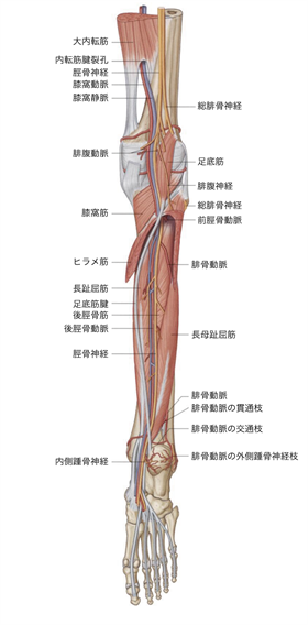 神経ブロック：足首 - Procedures Consult