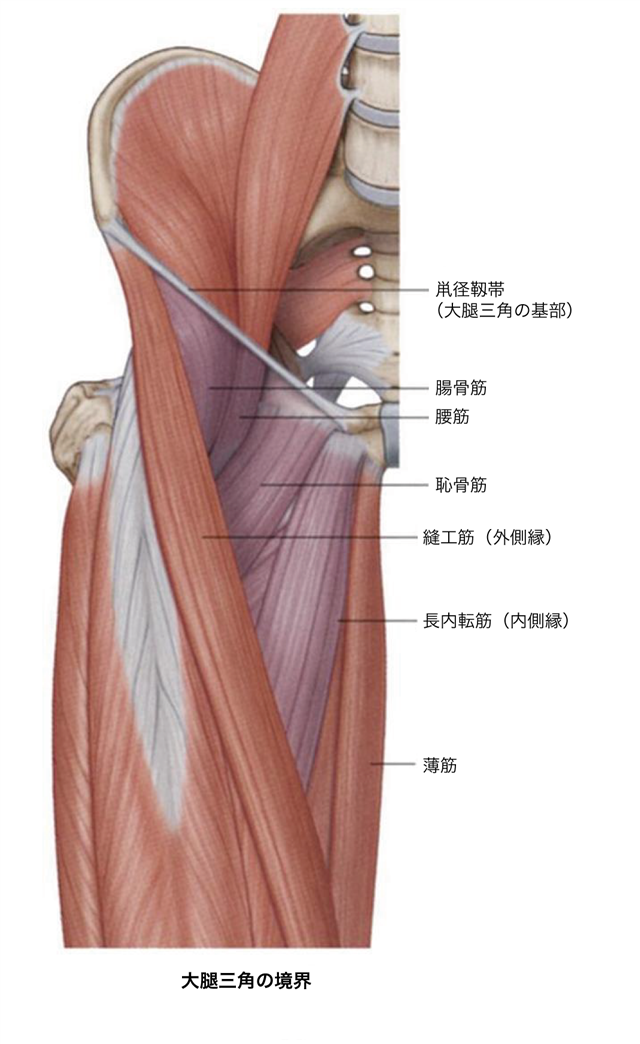 神経ブロック：大腿神経 - Procedures Consult