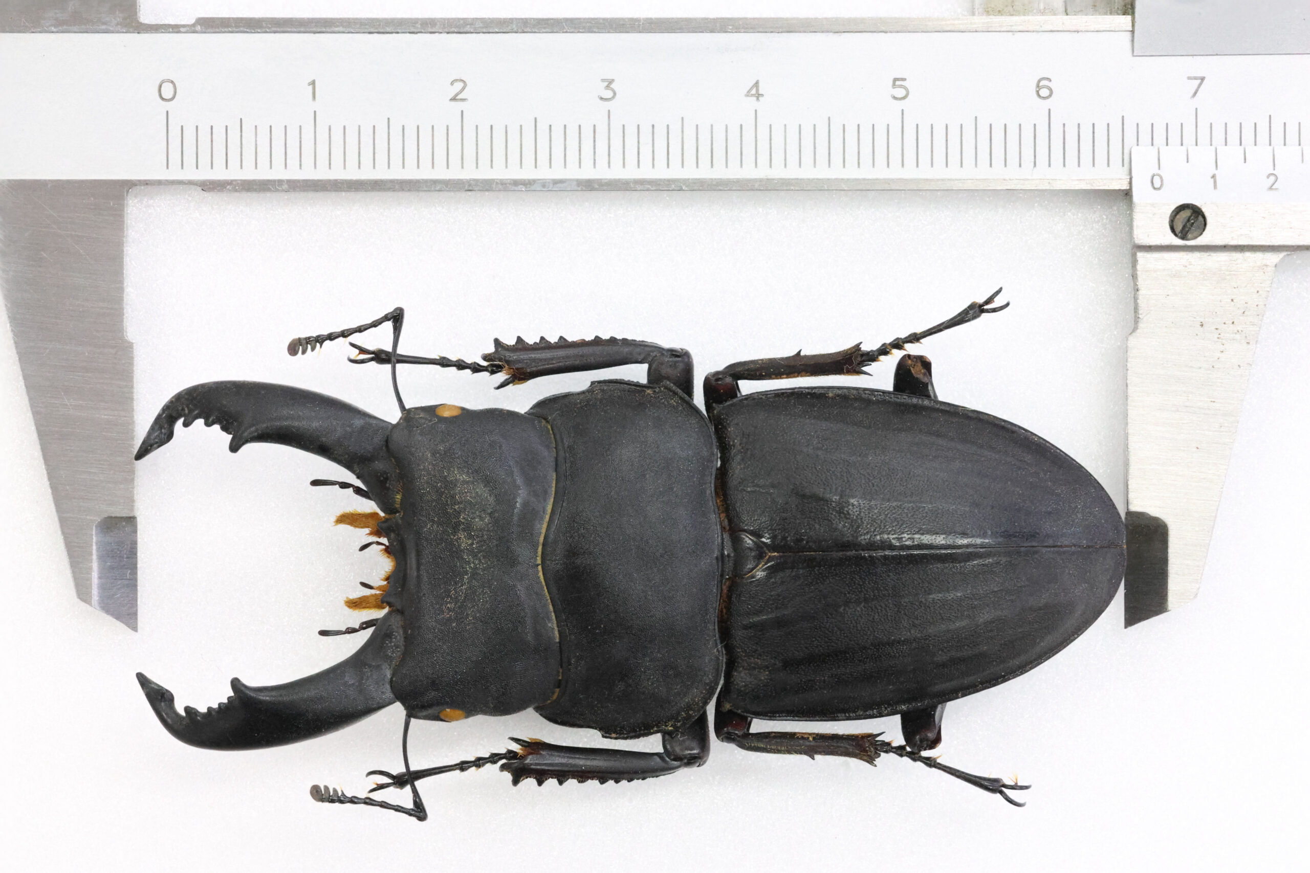 67.2 ㎜ ］MyスジブトGuinness | Project WILD MUSEUM クワガタ大図鑑