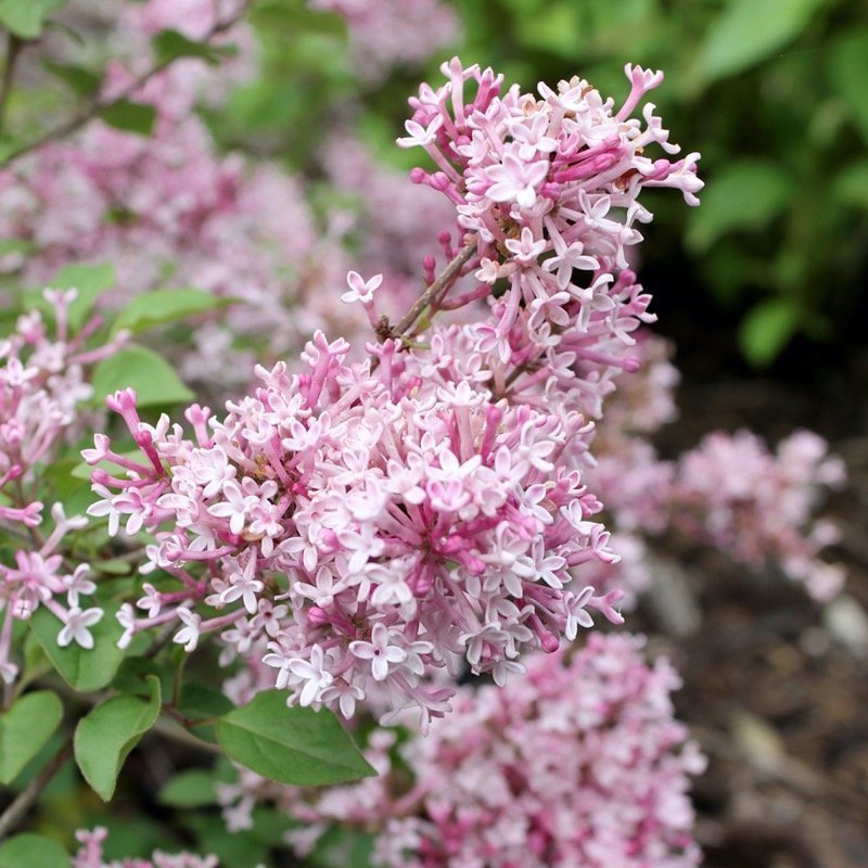 SCENT & SENSIBILITY™ Pink Lilac - Proven Winners ColorChoice