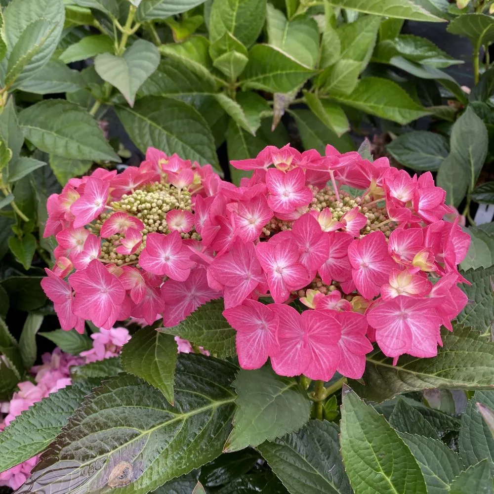 LET'S DANCE HOT STEPPER™ Bigleaf Hydrangea - Proven Winners