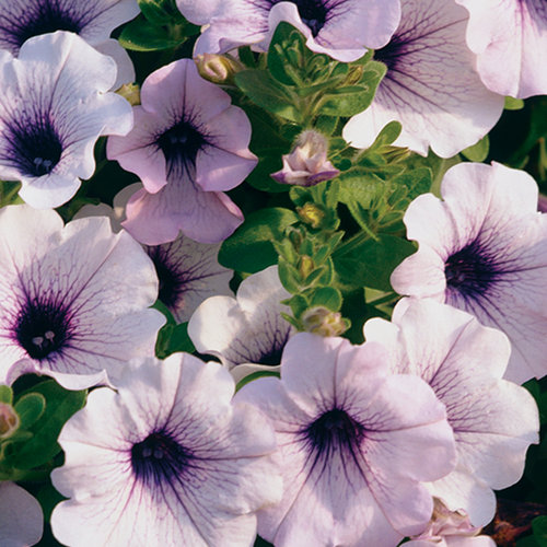 Supertunia® Blue Veined - Petunia hybrid | Proven Winners