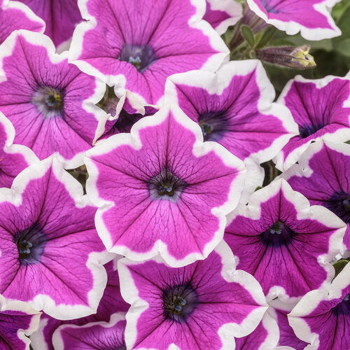 Supertunia® Hoopla® Vivid Orchid™ - Petunia hybrid | Proven Winners