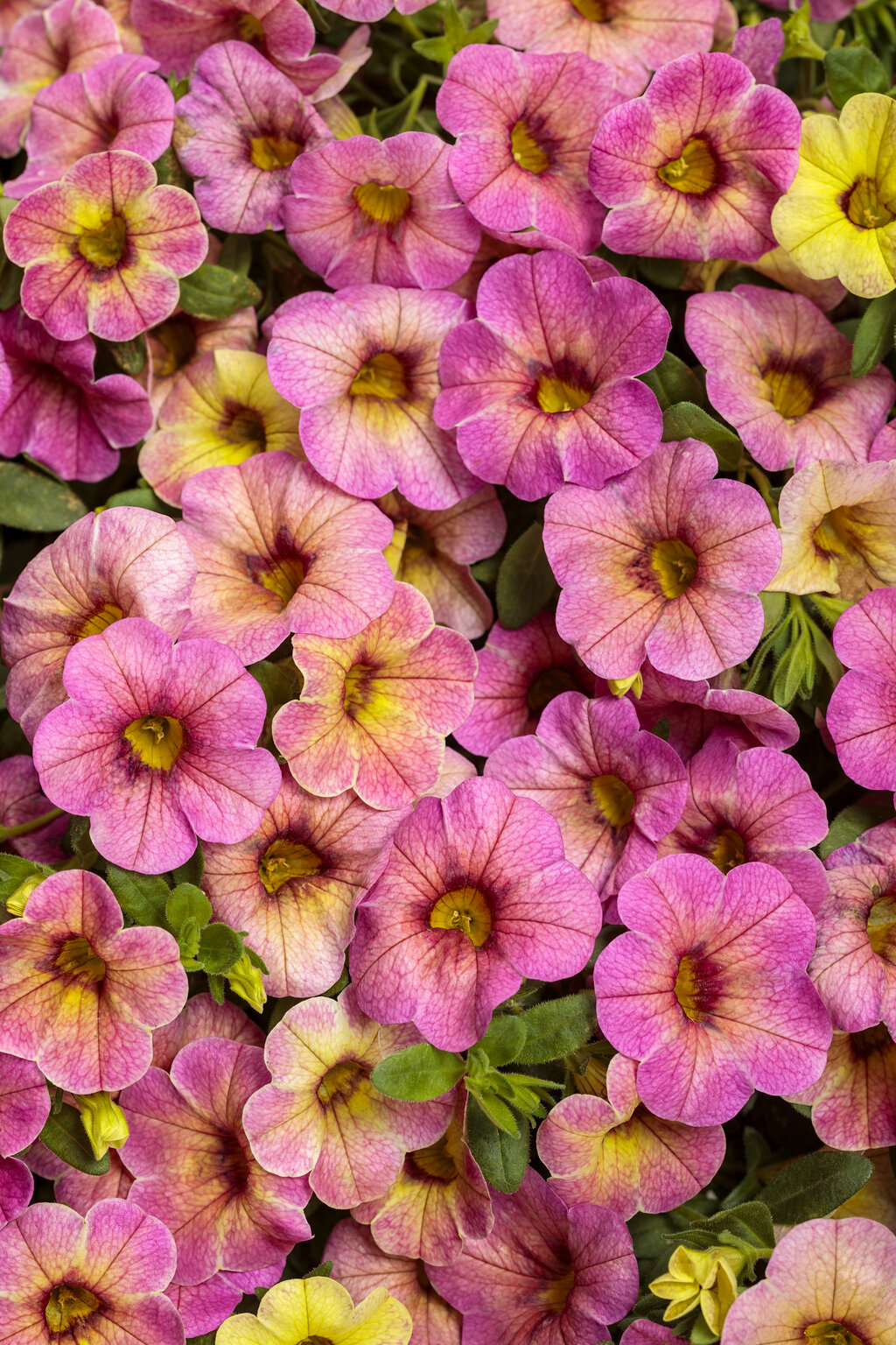 Superbells Magic® Pink Lemonade - Calibrachoa hybrid | Proven Winners