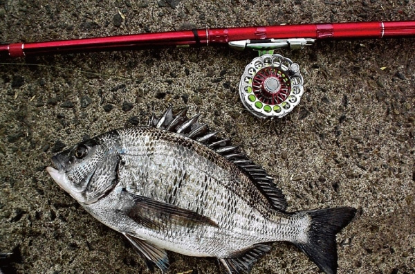 磯/磯釣り/磯ロッド（ダイワ）/○ブラックジャックスナイパー 【前打ち