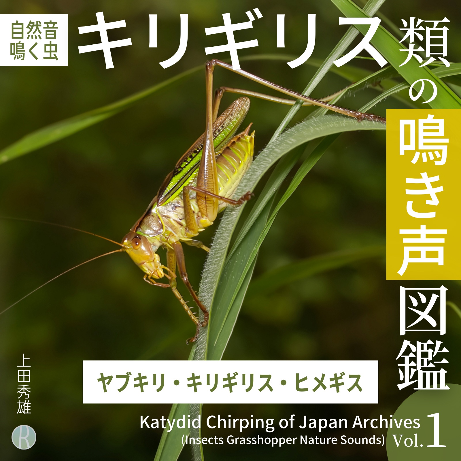 鳴く虫「キリギリス」の仲間「69種」の鳴き声を4週連続リリース、全4作