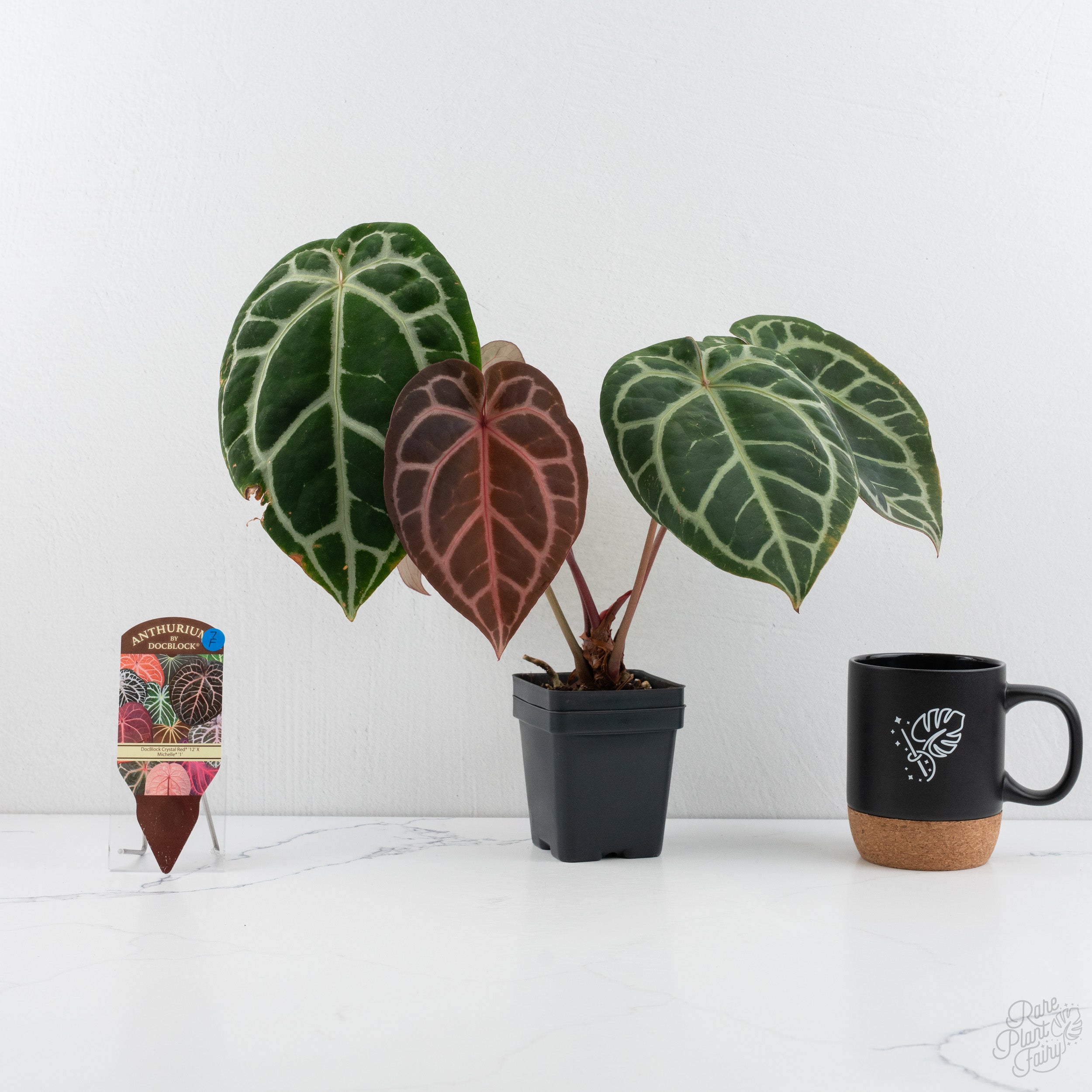 Anthurium Crystal Red '12' x Michelle '1' by DocBlock® (wk7-F