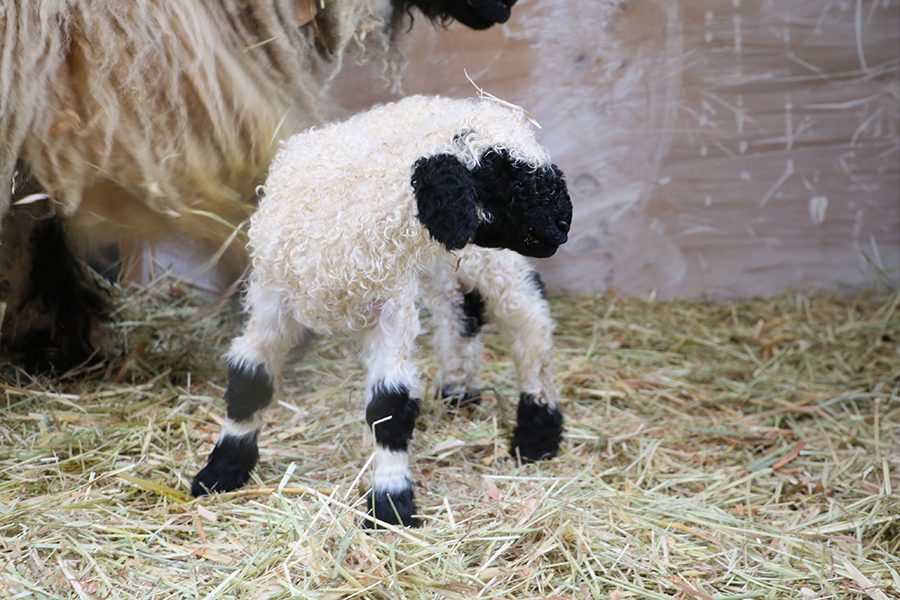 誕生‼ 世界一可愛い羊の、赤ちゃん生まれたよ。 NEW | プレスルーム