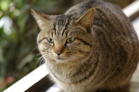 ソフトレンズ・マクロレンズ / アーカイブス / Beautiful Photo-life