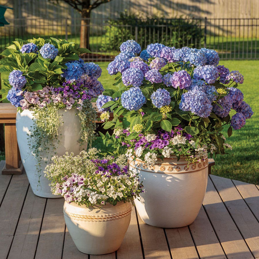 Hydrangea Let's Dance® Blue Jangles® Bigleaf Hydrangea