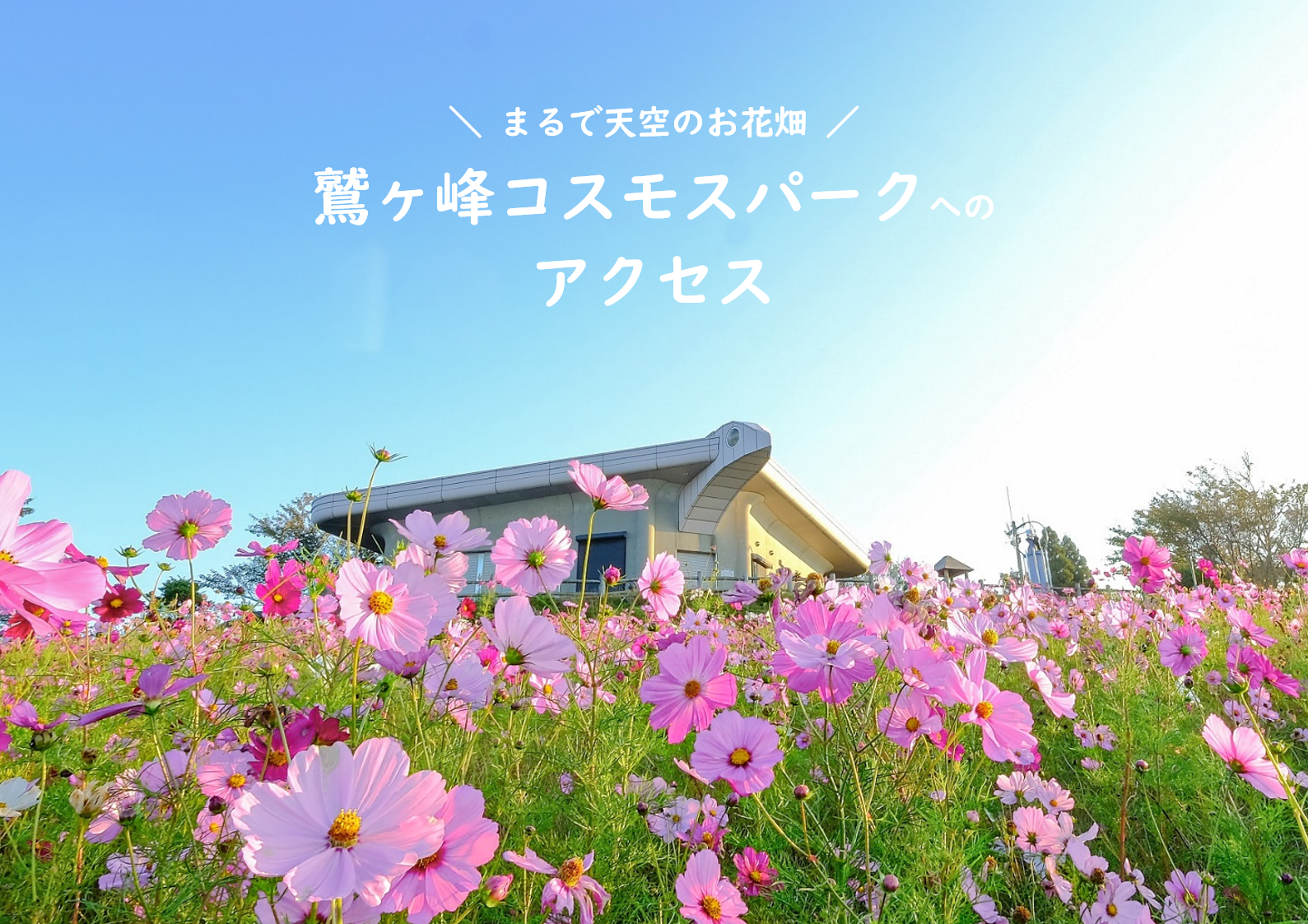 鷲ヶ峰コスモスパークへのアクセス｜特集｜和歌山県公式観光サイト