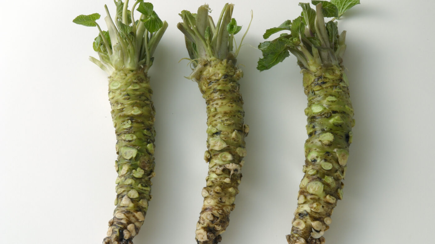 第七回 わさびの辛さの秘密 | わさびの基礎知識 | 【公式】わさラボ