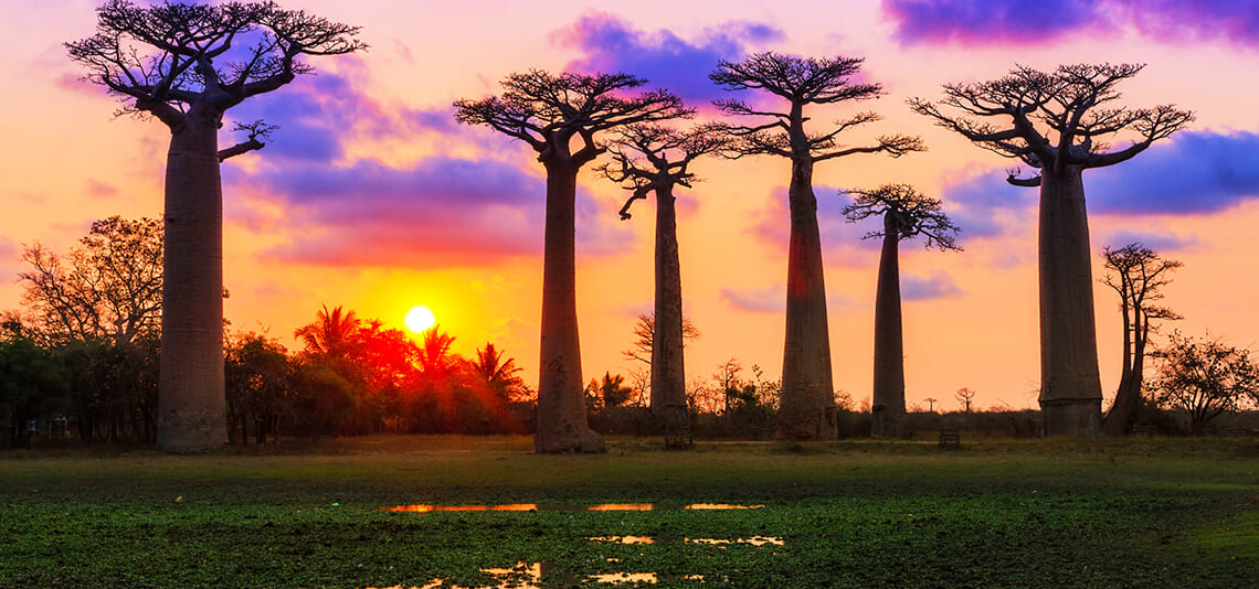 速報・注目の旅】バオバブの絶景と固有動物の楽園。マダガスカルを