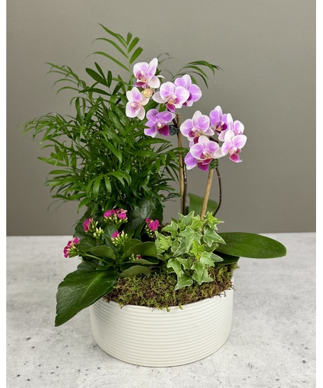 Blooming Plants | Maryland Plant Delivery | WildFlower Florist