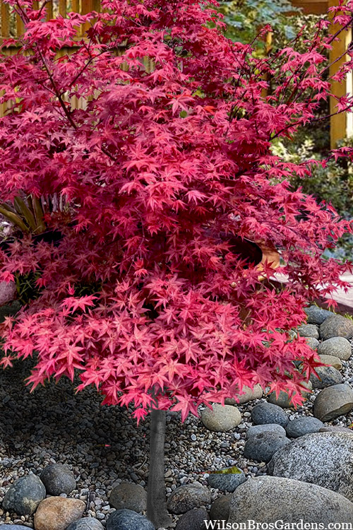 acer-palmatum-bonfire-japanese