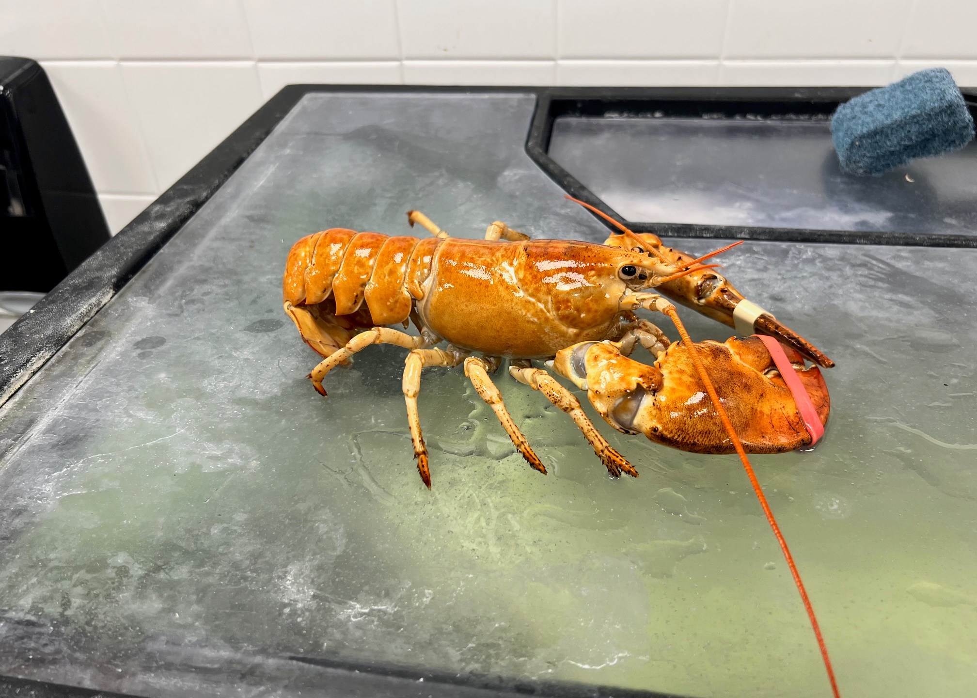 Golden-lobster.jpeg?w=2016&h=