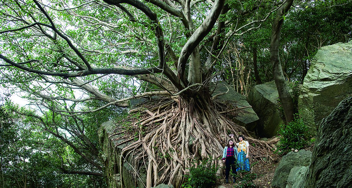 西平椿公園のアコウの木 - 熊本県天草観光ガイド