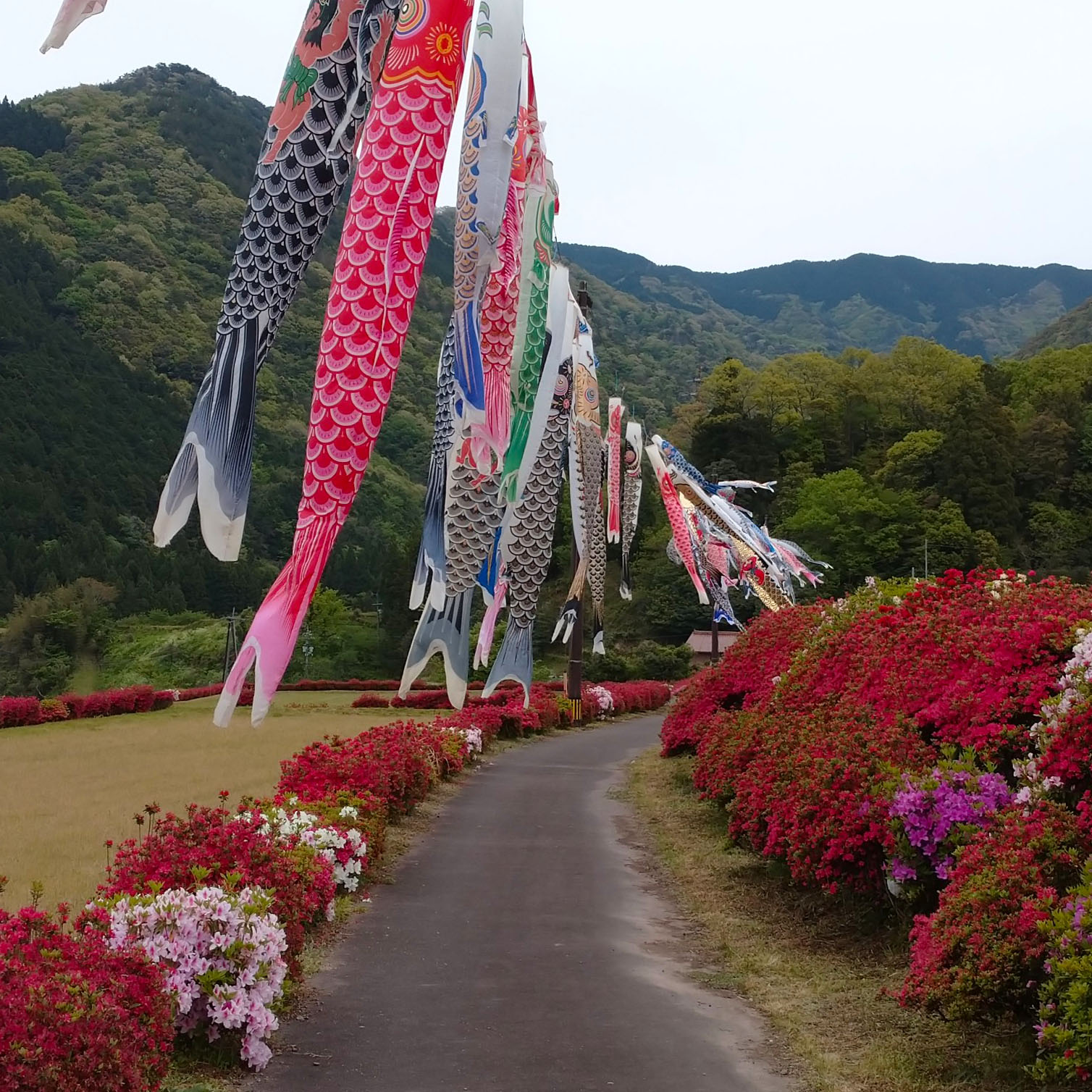 麓耕地区の鯉のぼり | 津和野町