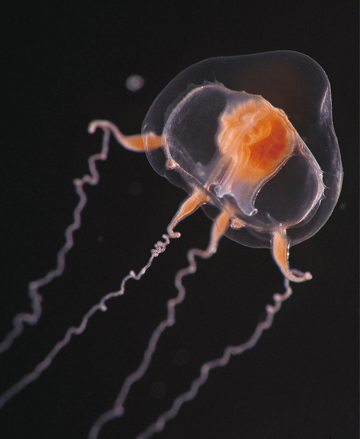 新江ノ島水族館 国内初、貴重なクラゲ | 茅ヶ崎・寒川 | タウンニュース