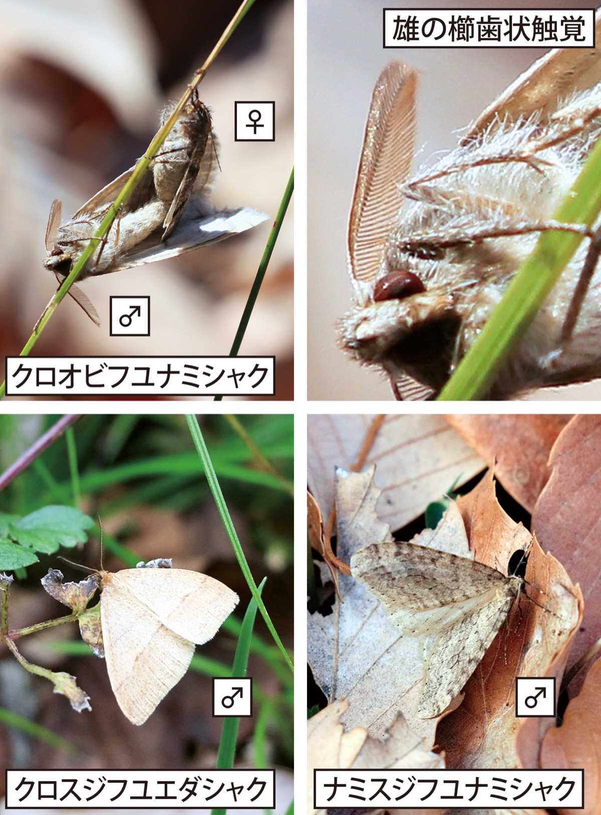 とんぼ玉の楽しさ伝える 中白根在住・吉田さん | 旭区・瀬谷区