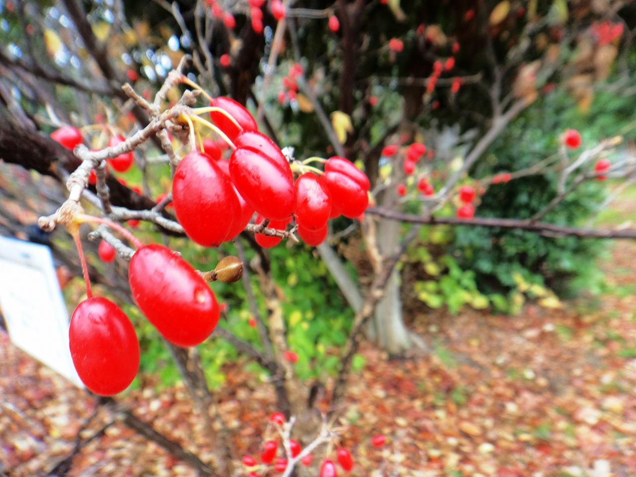 赤い実 | 園内の見どころ