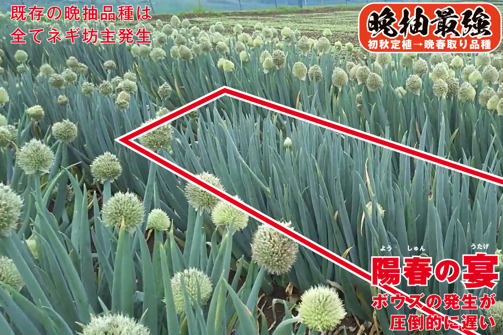 ネギ 【陽春の宴（TSX-662）】 春ねぎ、初夏ねぎのどちらの作型にも