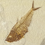 化石標本・分売｜化石販売・鉱物販売の東京サイエンス