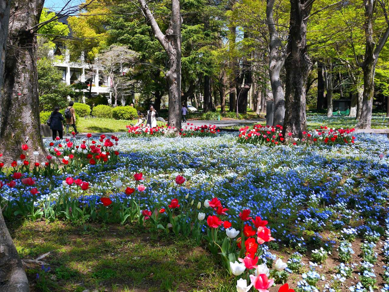 ネモフィラ花壇・チューリップ花壇の様子｜公園へ行こう！