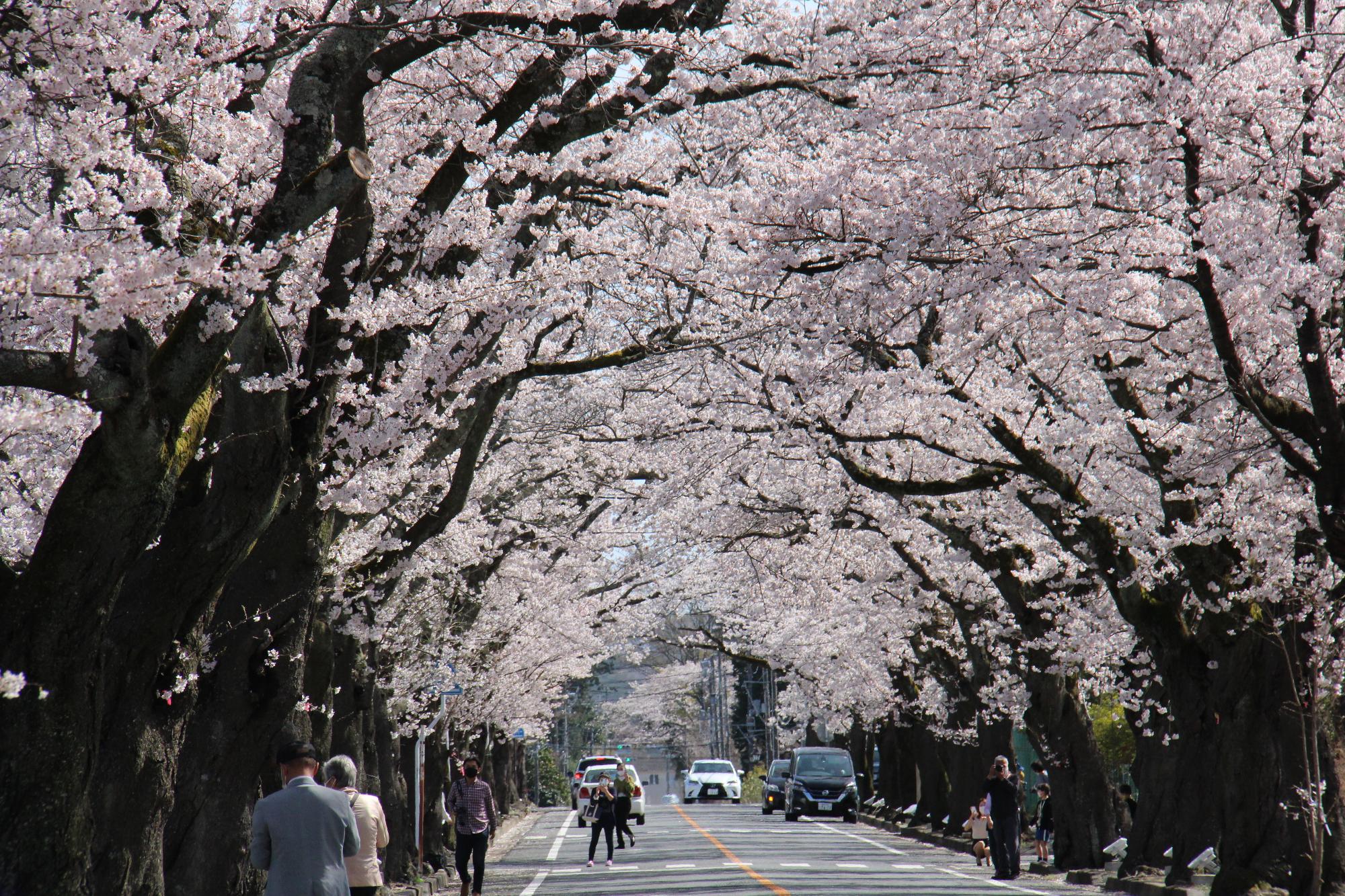 2021 町内桜情報（夜の森地区） - 富岡町ホームページ
