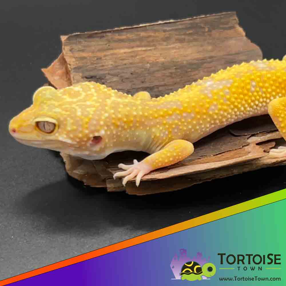 Aptor leopard gecko for sale online | Aptor leopard geckos for sale