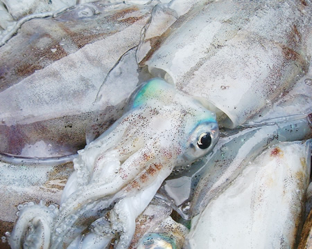 あおりいか（水いか） | 五島列島海鮮工房 テル鮮魚