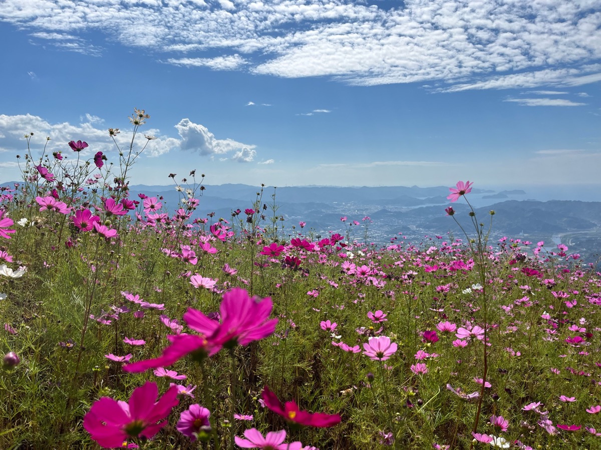 鷲ヶ峰コスモスパーク（和歌山県有田郡有田川町）の見どころ・アクセス