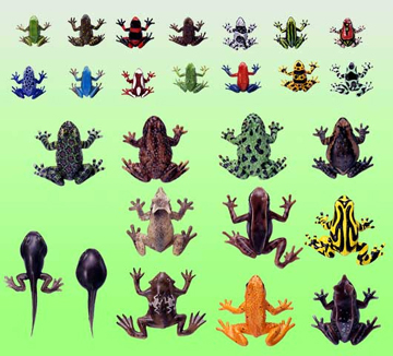 原色両生類カエル図鑑｜商品情報｜タカラトミーアーツ