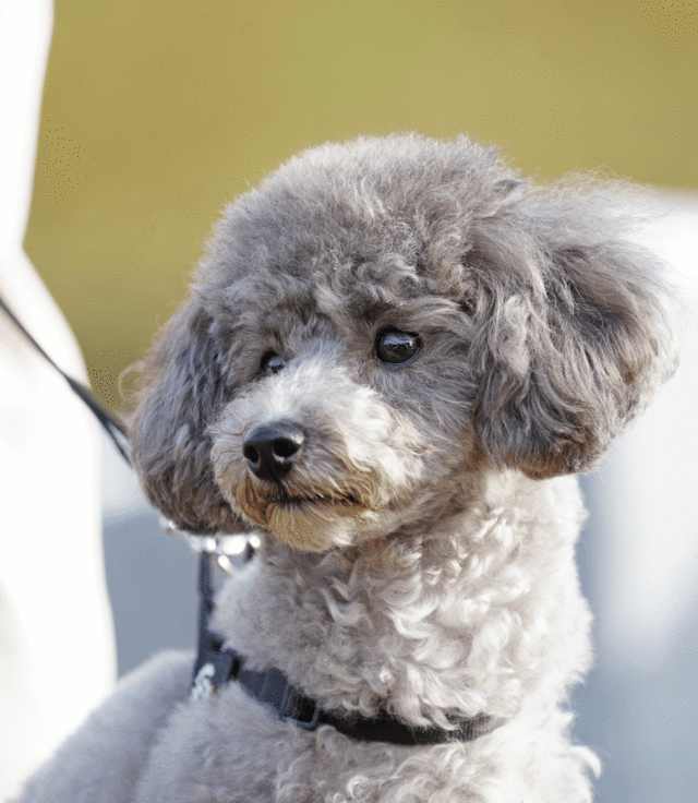 沖縄ター滝☆魂の癒し身代わり守り犬オルゴナイト 沖縄ター滝☆魂の