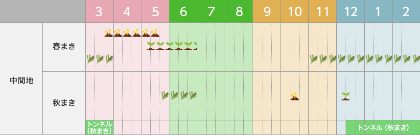 タキイのネギ栽培マニュアル ｜ 野菜栽培マニュアル ｜ 調べる