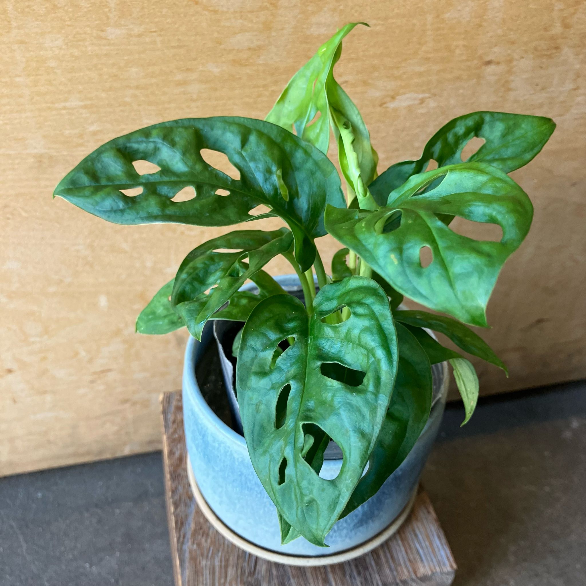 Swiss Cheese Plant ( Monstera friedrichsthalii) スイスチーズ