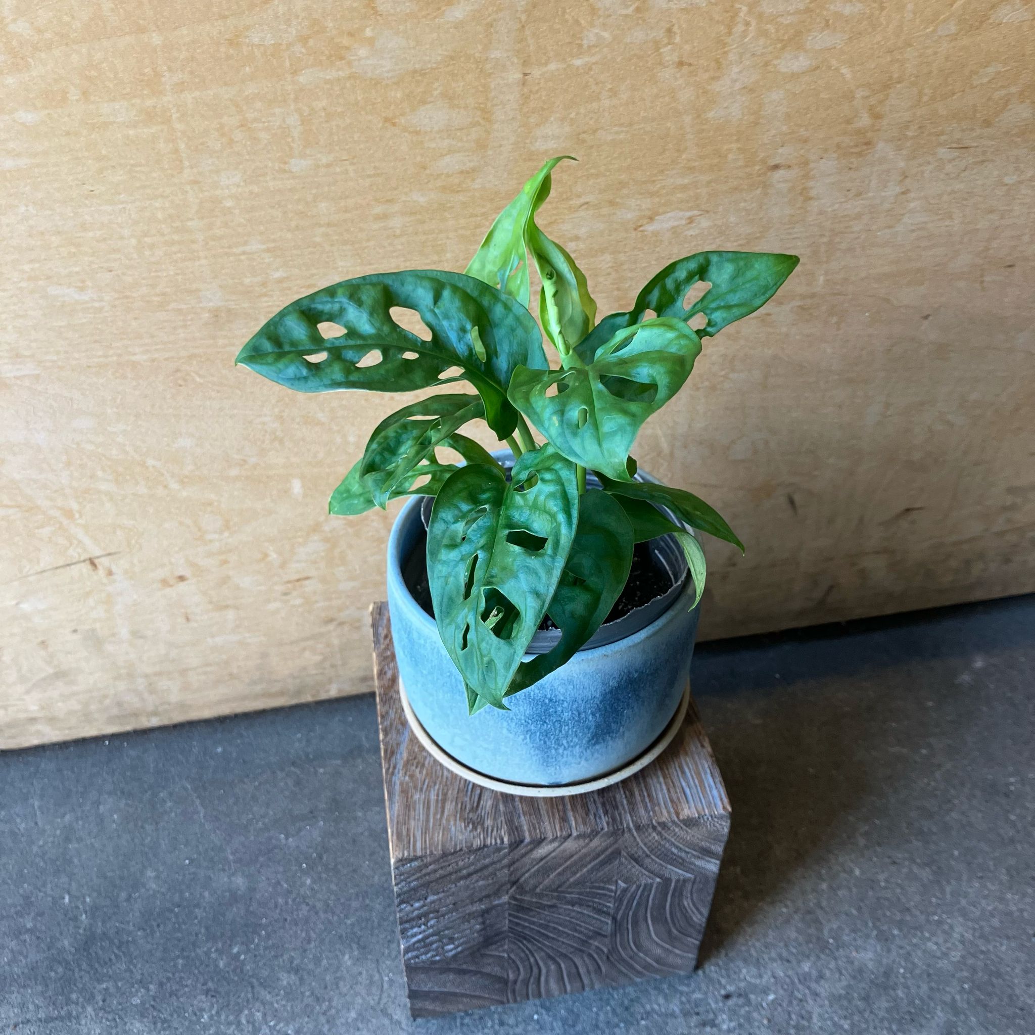 Swiss Cheese Plant ( Monstera friedrichsthalii) スイスチーズ