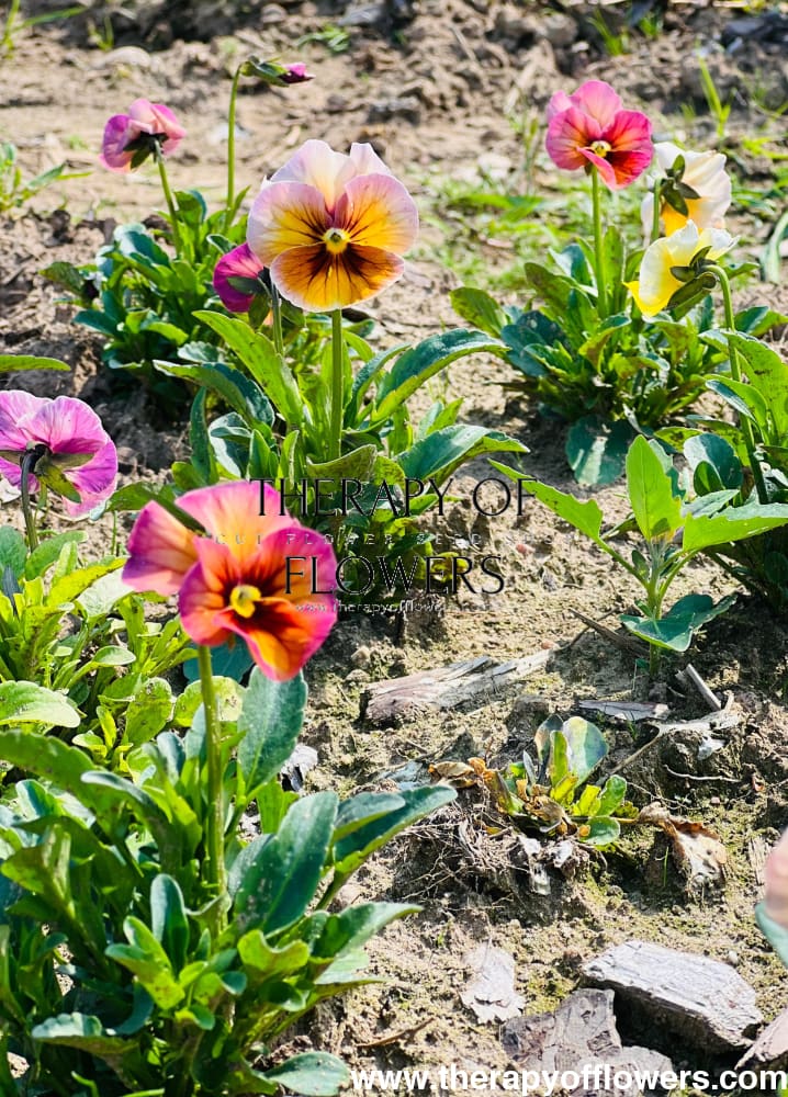 Viola x wittrockiana Imperial™ Antique Shades | Premium Pansy