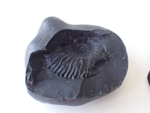 AL0035 【稀少】 ネパール産 アンモナイト 化石／Saligram（サリグラム