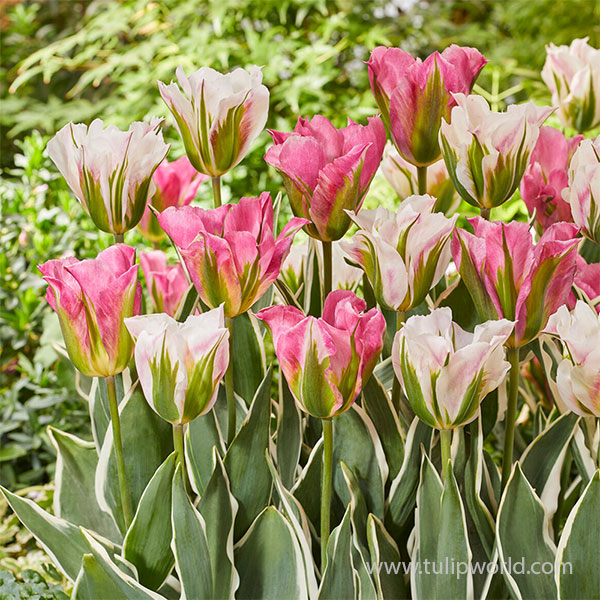 Flirty Artist Vidiflora Tulip Mix | Tulip World | 39184